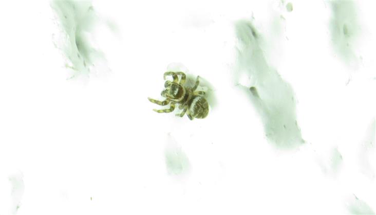 Salticidae ID